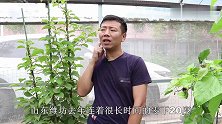 养花匠亲测：软枣猕猴桃北方可以种，非常耐寒，每年都能挂满果
