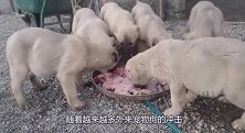 外国男子养六条中华田园犬，土狗也能顿顿吃肉，为爱狗人士点赞