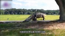 盘点不可能！几种巨大的生物！恐怖的食人鳄居然存在！