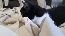 铲屎官用卫生纸铺满房间，猫咪跳来跳去玩的可嗨了，成游乐场了