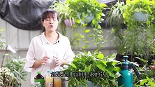 这种自制肥水最适合绿萝，7天喂一次，枝粗叶大长爆盆！