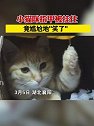 湖北襄阳：小猫咪指甲被挂住 竟尴尬地笑了