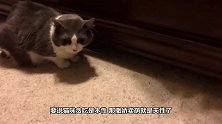 猫咪温柔的叫醒服务，看这只猫叫主人起床，我酸了