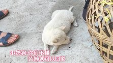小狗太懒卖不掉，在狗市连续打哈欠，送人都难送出去