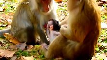 坏猴子拼命拉扯小猴子，看看猴妈妈是如何保护宝宝的！