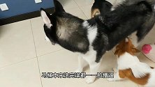 哈士奇洗完澡回家，却变得躁动不安陷入抑郁悲伤之中，到底怎么了