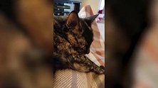 发现一只小猫咪，看这可爱的样子，想养一只一样的呢！