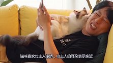 刺头猫咪打架被主人关禁闭，小两口隔门相望，诉说衷肠