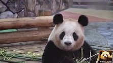 熊猫良浜开启jpg模式“失忆”1分钟静止不动，呆萌表情超可爱