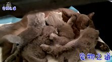 几只奶猫为吃的打架，主人揪出一只肉嘟嘟胖喵，它的表情太逗了