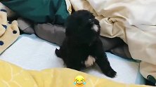 小奶狗：我想时时刻刻看到你！