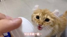 卷耳小馋猫，一听我开酸奶盖的声音，就飞奔过来求舔盖！太可爱了