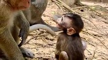实拍：猴子哭泣着要喝奶