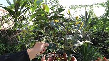 养茶花和栀子出现黄叶了，厨房里找点它，几种用法快速解决黄叶