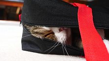 睡在袋子里的猫咪，看和这安静的模样，还真是可爱呢！