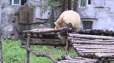 全球唯一一只棕色大熊猫！网友估计熊猫妈妈没墨了
