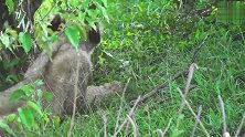 草原上玩耍的狮子幼崽，躲藏于树荫里更安全