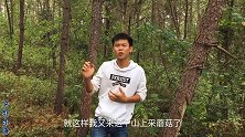 小海到人迹罕至的深山采蘑菇，没想到老林子里遍地都是，运气真好