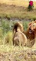 狮子打架：二打一