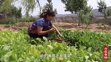如今山珍海味不稀罕，春姐做沙盖饺子，营养美味，大人小孩抢着吃
