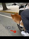 湖北武汉：狗子喜欢坐电动车是什么样的体验