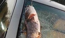 “我被一条鱼袭击了”！巨大鲶鱼从天而降砸中女子车挡风玻璃