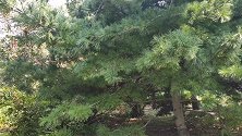 松针在城里卖50块钱1斤，妙用好处一个比一个大，记得告诉家人