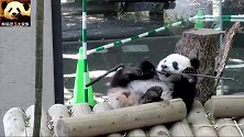 熊猫香香登高望远，吐舌卖萌，萌的不得了