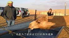 3周没喝水的骆驼喝了120公斤水，但另一只却只能喝可乐