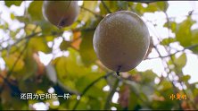 奇妙的水果之旅（二十二）果香之王百香果