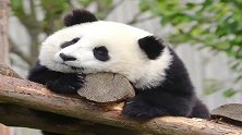 熊猫宝宝：听着曲儿打着节拍，悠闲自在不愁吃不愁住的时光真好！
