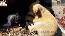 土狗在院子里乱叫，主人感到不对劲，跑过去看到这场景时哭笑不得