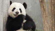 大熊猫靠在墙边专心吃竹子，网友：好像我们小时候吃甘蔗的样子