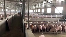 猪场实拍！自动化液态饲喂系统，一人可喂8000头