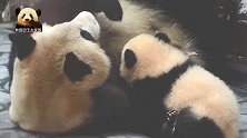 熊孩子心满意足地喝着neinei，熊猫妈妈的耐心快要消耗殆尽