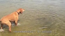 男子带狗狗去海边玩耍，忽然发现一只海豚，金毛的举动太搞笑了