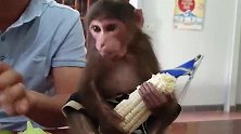 主人刚摘回一袋玉米，小猴子就迫不及待了：快给我尝尝