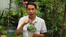 不花1分钱的多肉老桩，就用一招，看到根部那一刻，真是赚大了