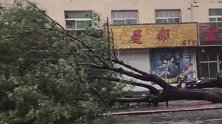 大树被吹断、汽车被淹！“利奇马”持续北上 辽宁多地有暴雨