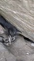 小猫：你别过来，我很凶的！