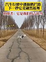黑龙江齐齐哈尔：汽车行驶中遇仙鹤拦路，下一秒它竟翩然起舞