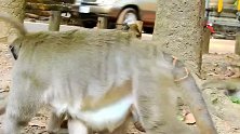 独眼猴妈把小猴养大，却养出个啃老赖皮