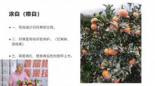 柑橘太阳果预防，使用涂白剂三大好处，种植户须知！