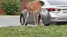 一头小鹿无意中跑进了居民区，看到路人却很淡定，表情太可爱了