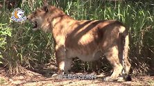 世界体型最大的猫科动物，不是豹子，而是狮子和老虎的产物