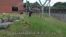 这猩猩走路姿势太潇洒了，多看几秒差点忘了正常猩猩是怎样走路的