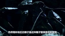 会开椰子的椰子蟹，破坏力真是太可怕了，一招夹开椰子！