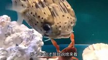 搞笑视频：来吧小螃蟹，我来送你一程，以后记得想念我哦