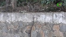 蟒蛇出现，猴群惊恐了，吓成这熊样！