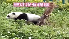 熊猫宝宝：小树儿你碰到我了，赔我100瓶瓶瓶奶！